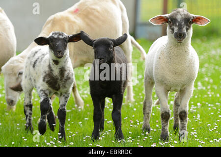 Gli animali domestici delle specie ovina (Ovis ammon f. aries), tre agnelli in un pascolo, Germania Foto Stock