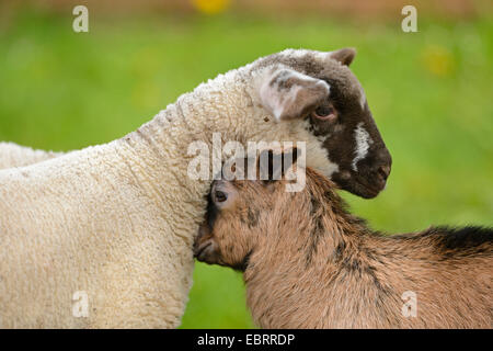 Capra domestica (Capra hircus, Capra aegagrus f. hircus), l amicizia tra agnello e goatling, in Germania, in Baviera Foto Stock
