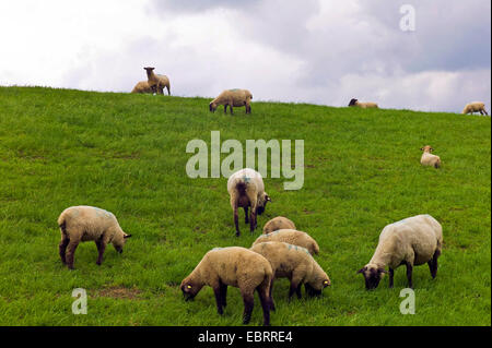 Gli animali domestici delle specie ovina (Ovis ammon f. aries), pecore sul Mare del Nord dyke, Germania, Bassa Sassonia, Frisia orientale Foto Stock