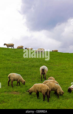 Gli animali domestici delle specie ovina (Ovis ammon f. aries), pecore sul Mare del Nord dyke, Germania, Bassa Sassonia, Frisia orientale Foto Stock