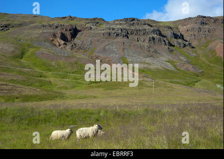 Gli animali domestici delle specie ovina (Ovis ammon f. aries), due pecore in Svinadalur, Islanda Foto Stock