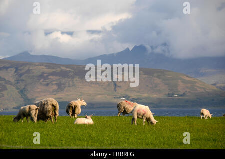 Gli animali domestici delle specie ovina (Ovis ammon f. aries), vista dalla rovina di Skipness Castle a Isola di Arran, Regno Unito, Scozia, Kintyre Foto Stock