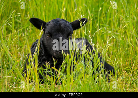 Grigio levigate heath pecore (Ovis ammon f. aries), diversi giorni di agnello, in Germania, in Renania settentrionale-Vestfalia Foto Stock