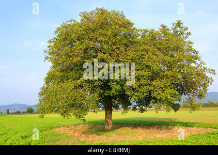 Noce (Juglans regia), free-standing unico albero di noce in autunno, Germania Foto Stock