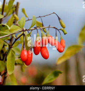 Wolfberry cinese, comune del matrimonio di vite (Lycium barbarum 'Nuovo Grande', Lycium barbarum nuovo grande), goji bacche, cultivar nuovo grande Foto Stock