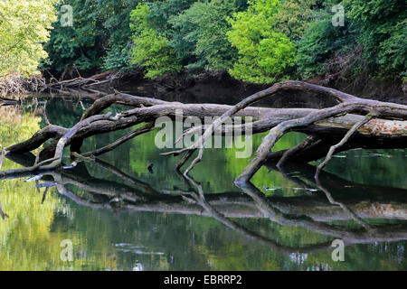 Floodplain forest con morti albero caduto in estate, Germania Foto Stock