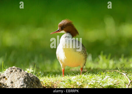 Smergo maggiore (Mergus merganser), femmina in piedi in un prato, in Germania, in Baviera Foto Stock