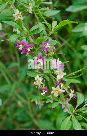 Wolfberry cinese, comune del matrimonio di vite (Lycium barbarum), filiale di fioritura, Germania Foto Stock