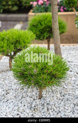 Europeo di pino nero, pino austriaco, pini neri, Corsican pine (Pinus 'Marie BrÚgeon', Pinus Marie BrÚgeon), cultivar Marie BrÚgeon, Paesi Bassi, Plantarium 2012 Foto Stock