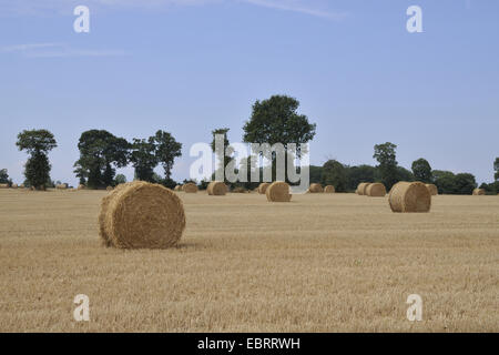 Balle di paglia sul campo raccolte, Francia, Brittany Foto Stock