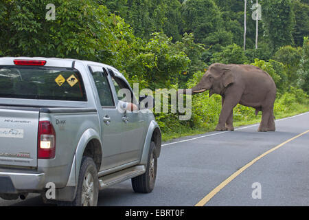 Elefante asiatico, elefante Asiatico (Elephas maximus), elefante sulla strada, Thailandia, il Parco nazionale Khao Yai Foto Stock