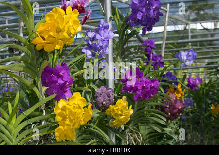 Orchidee in una fattoria di orchidee in Thailandia, Tailandia Foto Stock