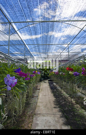 Orchidee in una fattoria di orchidee in Thailandia, Tailandia Foto Stock