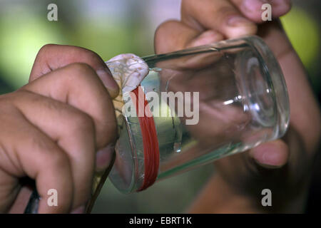 Sputare indocinese cobra, Siamese Cobra (Naja siamensis), nelle mani di Thai snake handler - la mungitura venom, Thailandia, Mae Sa fattoria di serpenti, Chiang Mai Foto Stock