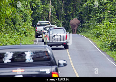 Elefante asiatico, elefante Asiatico (Elephas maximus), elefante sulla strada, Thailandia, il Parco nazionale Khao Yai Foto Stock