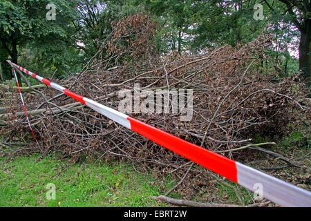 Nastro di avvertenza di fronte ad un mucchio di rami dopo una tempesta, in Germania, in Renania settentrionale-Vestfalia, la zona della Ruhr, Essen Foto Stock