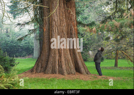 Sequoia gigante, giant redwood (Sequoiadendron giganteum), donna in cerca di un tronco di albero, Germania, Meclemburgo-Pomerania Occidentale Foto Stock