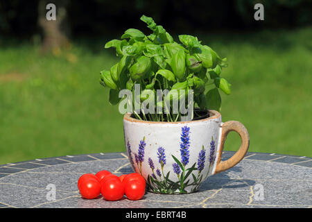 Sweet Basil (Ocimum basilicum), basilico dolce come potherb in una tazza e pomodori su un tavolo da giardino, Germania Foto Stock