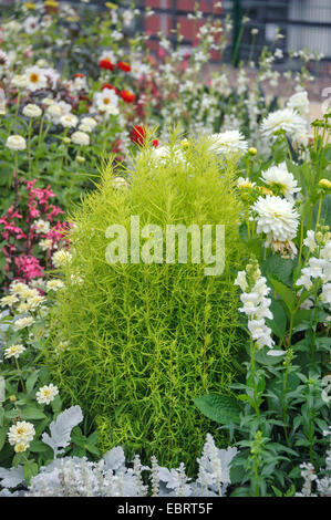 Estate Cypress (Bassia scoparia f. trichophylla, Kochia scoparia f. trichophylla), in un aiuola, in Germania, in Sassonia, Landesgartenschau 2012, Loebau Foto Stock