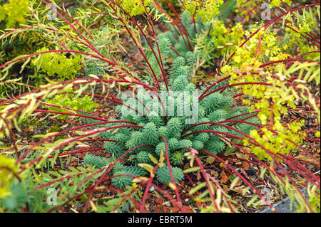 Spunto di euforbia, asino di coda e di mirto (Euforbia Euphorbia myrsinites), nuovi germogli, Germania, EGA-Park Foto Stock