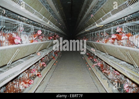 , Galline ovaiole in batteria in fattoria, Germania, Foto Stock