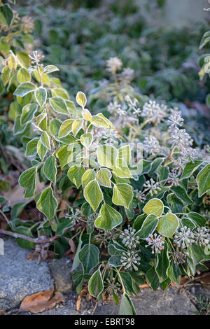 English ivy, comune edera (Hedera helix 'Arborescens', Hedera helix Arborescens), cultivar Arborescens, in inverno con la brina Foto Stock