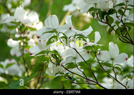 Fioritura sanguinello, American bosso (Cornus florida), filiale di fioritura, Germania, il Land Brandeburgo Foto Stock