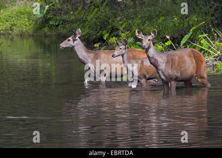 Sambar cervi, sambar (Rusa unicolor, Cervus unicolor), tre donne in un fiume, Thailandia, Huai Kha Khaeng fauna selvatica Sanctua Foto Stock