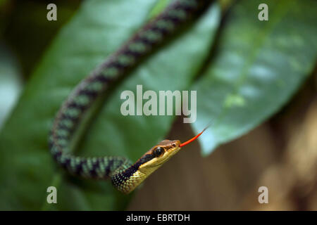 Nganson Bronzeback Tree Snake (Dendrelaphis ngansonensis), sfogliare, Thailandia, il Parco nazionale Khao Yai Foto Stock