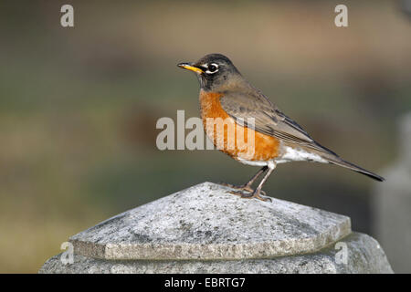 American robin (Turdus migratorius), su un palo da recinzione, STATI UNITI D'AMERICA, Massachusetts Foto Stock