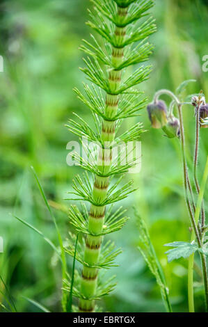 Grande equiseto (Equisetum telmateia, Equisetum telmateja, Equiseto massimo), come pianta ornamentale in un giardino, Germania Foto Stock