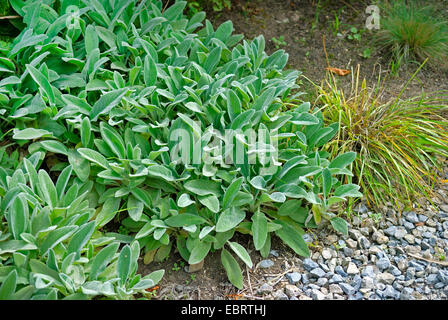 Di lana di agnello orecchio (Stachys byzantina 'Silver tappeto', Stachys byzantina argenteo tappeto), cultivar argenteo tappeto Foto Stock