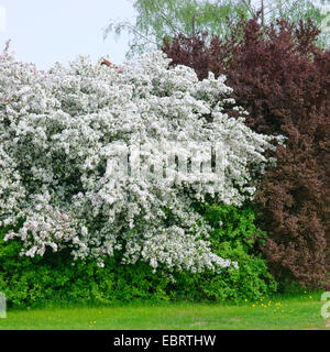 Il Granchio giapponese (Malus floribunda), albero in fiore, Germania, Sassonia Foto Stock