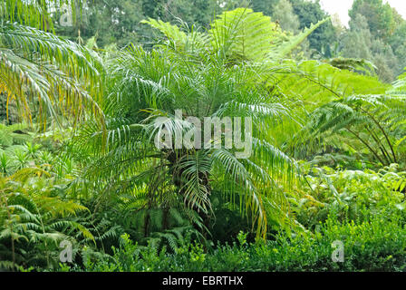 Data pigmeo palm, data in miniatura palm (Phoenix roebelenii), in un giardino mediterraneo insieme con felci arboree, Portogallo, Madera, Monte Giardino Tropicale Foto Stock