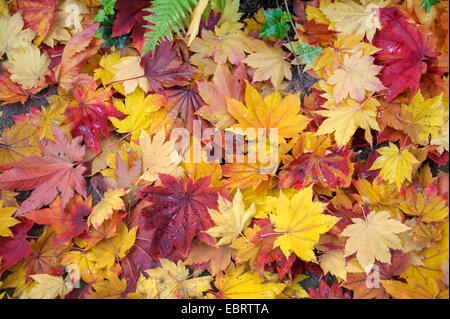 Acero giapponese (Acer japonicum), foglie di autunno sul terreno Foto Stock