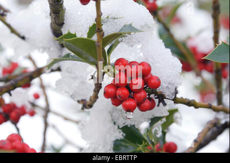 Agrifoglio comune, inglese holly (Ilex aquifolium), il ramo con frutti nella neve, Germania, R├Âdertal, Hermsdorf Foto Stock