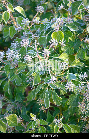 English ivy, comune edera (Hedera helix 'Arborescens', Hedera helix Arborescens), cultivar Arborescens Foto Stock