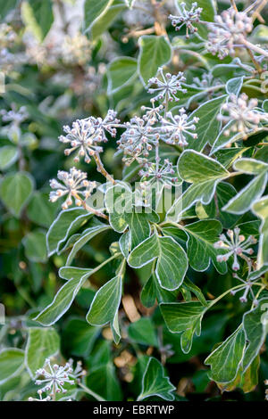 English ivy, comune edera (Hedera helix 'Arborescens', Hedera helix Arborescens), cultivar Arborescens Foto Stock