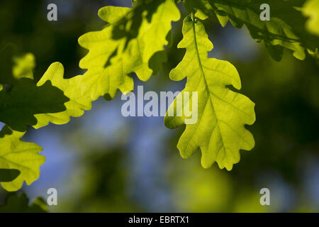 Comune di Quercia farnia, farnia (Quercus robur), foglia di quercia in controluce, Germania Foto Stock