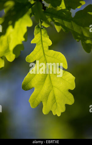 Comune di Quercia farnia, farnia (Quercus robur), foglia di quercia in controluce, Germania Foto Stock