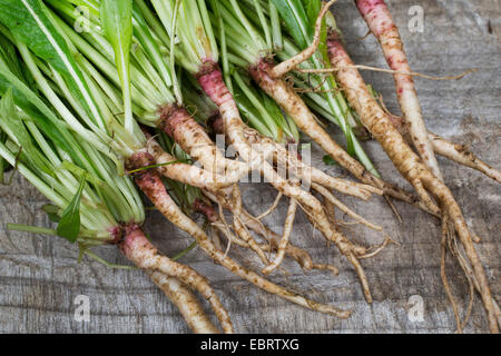 Enagra (Oenothera biennis), radici commestibili, Germania Foto Stock