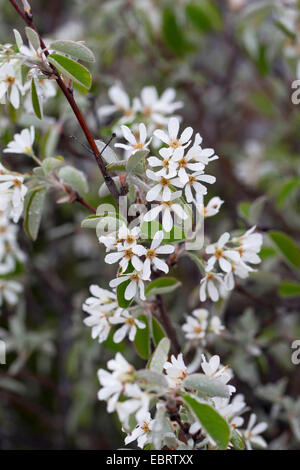 Snowy Mespilus, shadbush, shadwood, shadblow, serviceberry, sarvisberry selvagge di pera, juneberry, Saskatoon, sugarplum, wild-prugna, pera chuckley (Amelanchier Ovalis, Amelanchier vulgaris, Amelanchier rotundifolia), filiale di fioritura, Germania Foto Stock