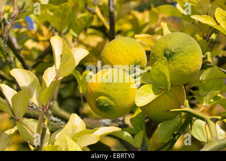 Trifoliate arancione (trifoliatam Poncirus trifoliata agrumi), il ramo con frutti immaturi Foto Stock