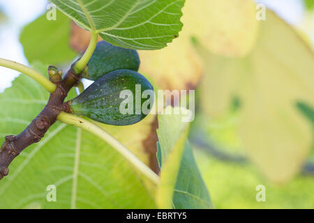 La figura commestibili, comune fig, Figtree (Ficus carica), il ramo con infructescens immature