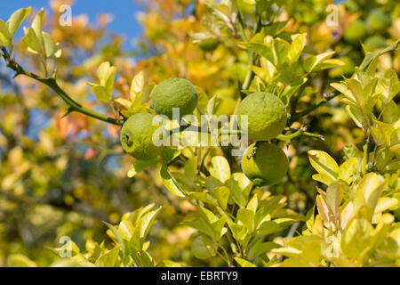 Trifoliate arancione (trifoliatam Poncirus trifoliata agrumi), il ramo con frutti immaturi Foto Stock