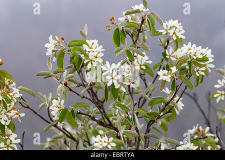 Snowy Mespilus, shadbush, shadwood, shadblow, serviceberry, sarvisberry selvagge di pera, juneberry, Saskatoon, sugarplum, wild-prugna, pera chuckley (Amelanchier Ovalis, Amelanchier vulgaris, Amelanchier rotundifolia), filiale di fioritura, Germania Foto Stock