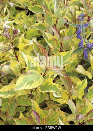 Corniolo sanguinello bianco, bianco-fruttato sanguinello, rosso-abbaiato sanguinello (Cornus alba 'Gouchaultii', Cornus alba Gouchaultii), foglie Foto Stock