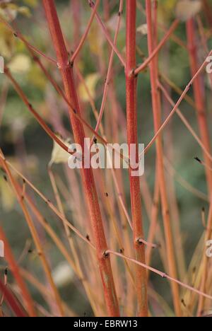 Corniolo, dogberry (Cornus sanguinea 'Inverno bellezza', Cornus sanguinea inverno bellezza), cultivar inverno bellezza, rami in inverno Foto Stock