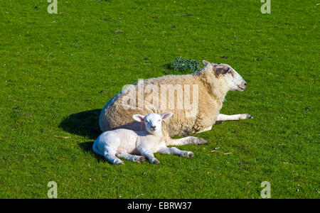 Gli animali domestici delle specie ovina (Ovis ammon f. aries), madre con agnello giacente sul dyke, Germania, Schleswig-Holstein Foto Stock