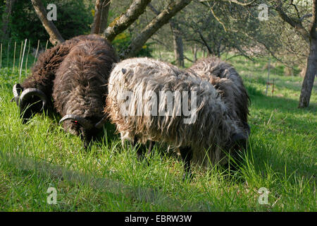 Gli animali domestici delle specie ovina (Ovis ammon f. aries), il pascolo in un prato di frutteti, Germania, Bassa Sassonia Foto Stock